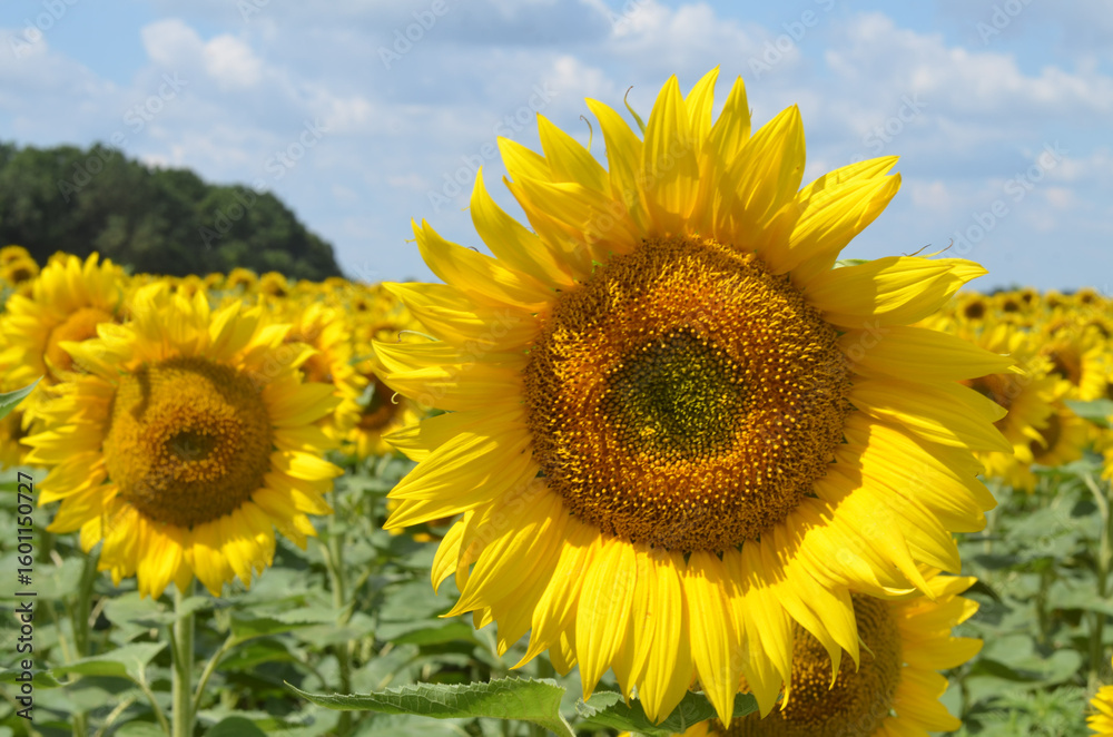 Fototapeta premium A large sunflower photographed close up.