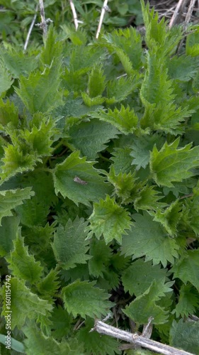 A green leaves of a nettle