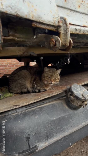 Сat sitting on the gas tank of an old truck