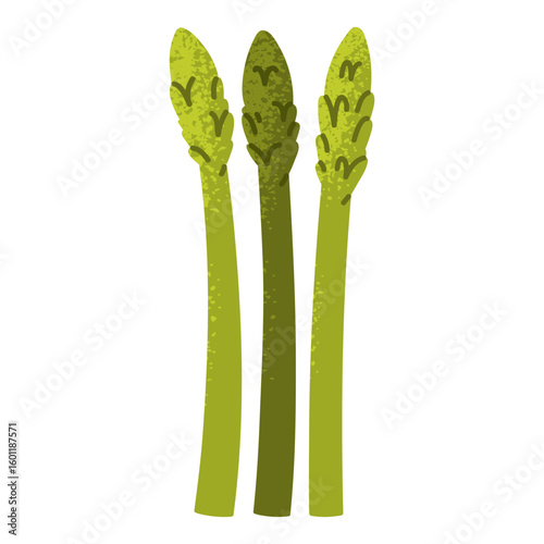 Fresh green asparagus spears. Green vegetable. Healthy organic food for salads anf other dishes. Vector illustration in cartoon style. Isolated on white background