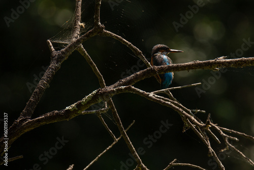Schilderij op canvas The Kingfisher (Alcedo atthis) blue wild bird, Esposende, Portugal