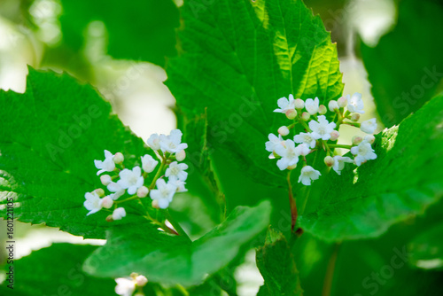 viburnum bush in bloom