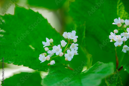 viburnum bush in bloom