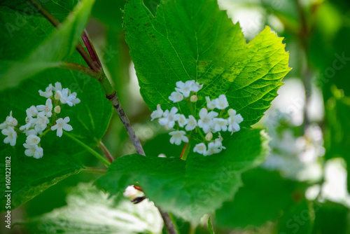 viburnum bush in bloom