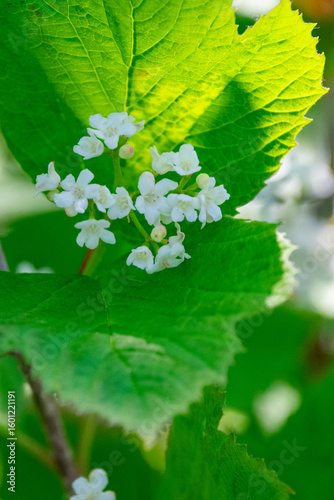 viburnum bush in bloom