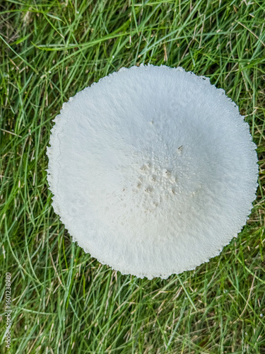 Foto View from above Saproamanita thiersii basidiomycete fungus or mushroom showing c