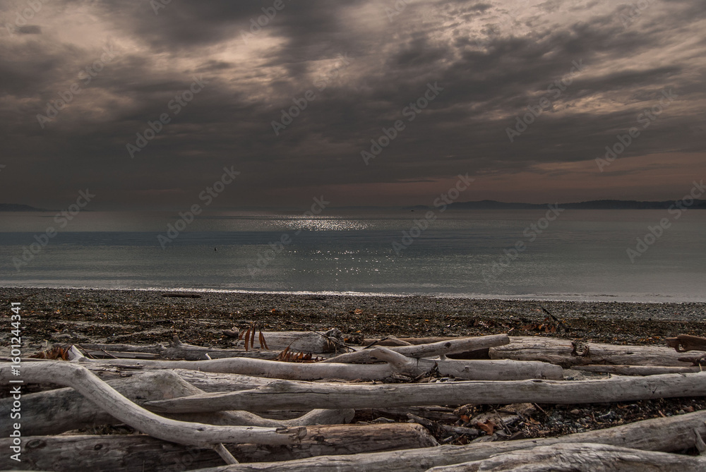 Fototapeta premium dead tree at the beach