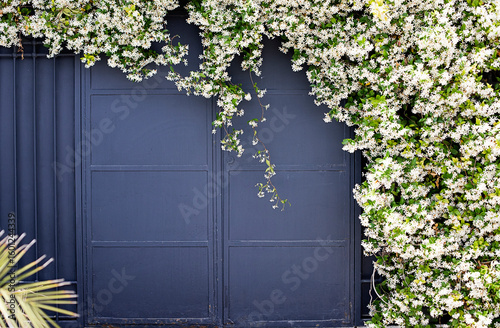 Fototapeta Naklejka Na Ścianę i Meble -  Flowered door, gray door, white flowers, Alacatı, ivy on doors, flowered villages