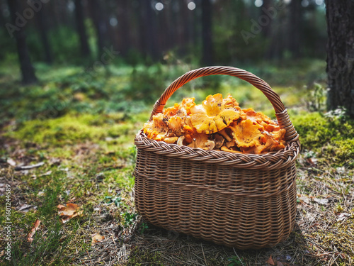 Wicker basket with wild mushrooms chanterelles placed on the moss in the forest