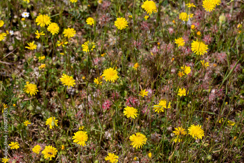 Hypochaeris radicata -Hypoc...