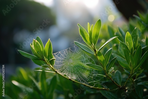 Morning dew on spider web among lush green leaves in sunlight