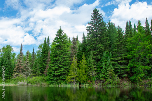 Trees at the edge of the river Ontario Canada