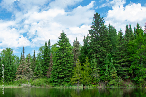 Trees at the edge of the river Ontario Canada