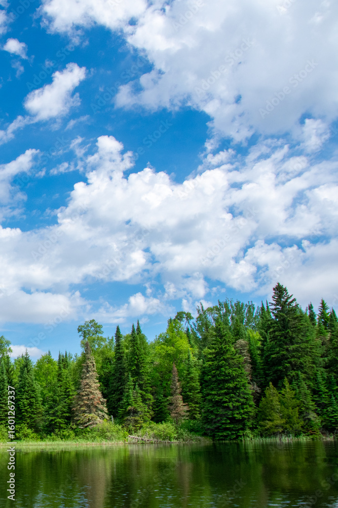 Fototapeta premium Clouds breaking up the blue sky above the pines
