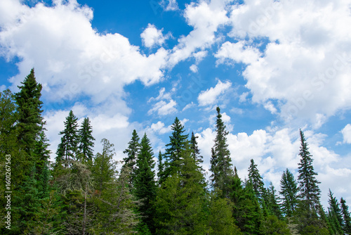 Clouds breaking up the blue sky above the pines