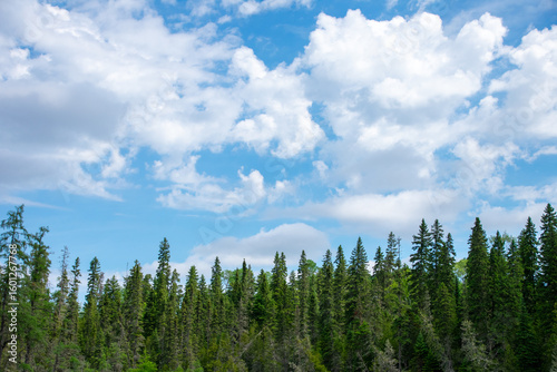 Clouds breaking up the blue sky above the pines
