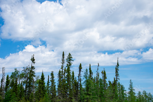 Clouds breaking up the blue sky above the pines
