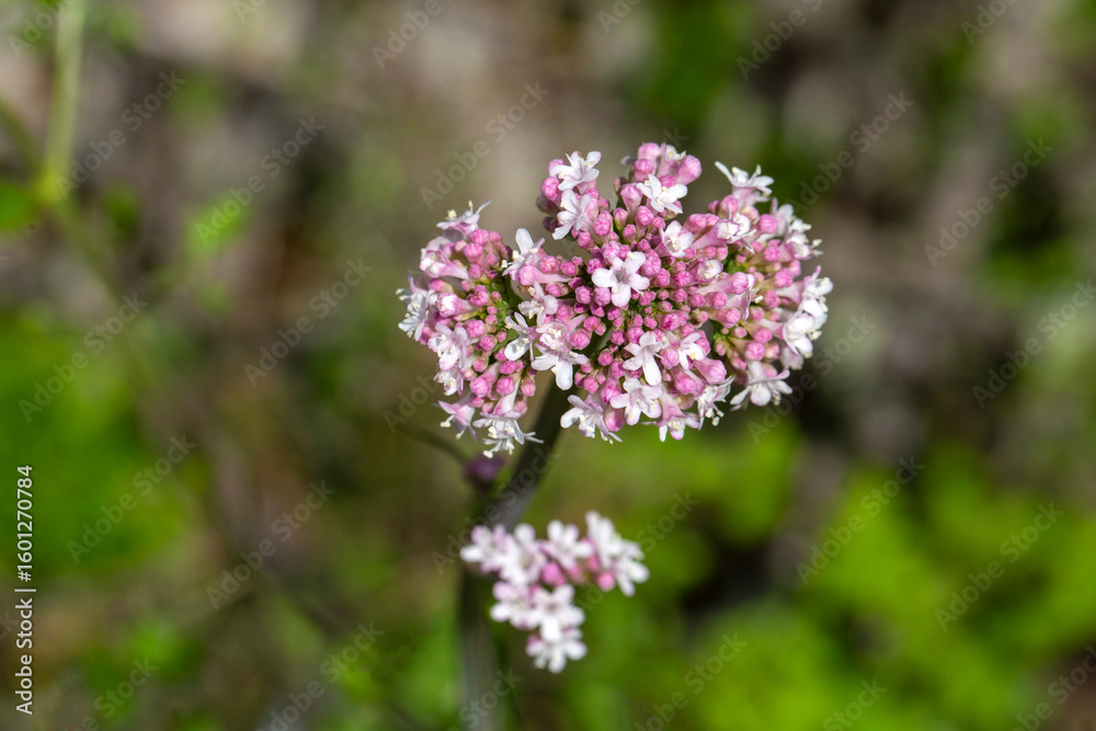 Obraz premium Pink flowers of valerian (Valeriana officinalis) plant.