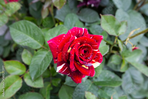 Bicolour rose in the garden