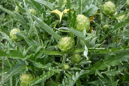 Green fresh organic articho...
