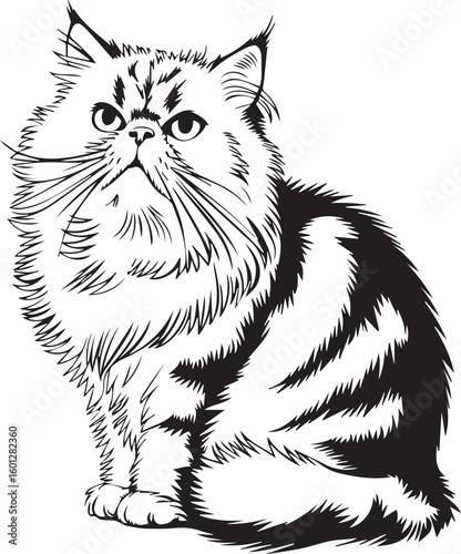 Scottish Fold cat. silhouette 