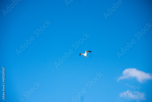 bird soaring against a blue sky