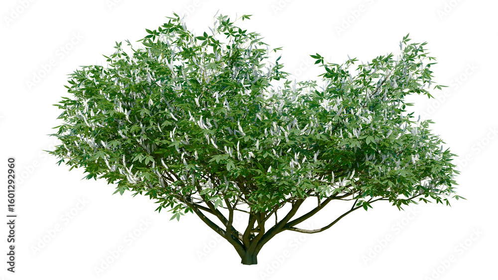 Φωτογραφία Aesculus californica, commonly known as the California buckeye or California horse chestnut, Isolated tree on a transparent background