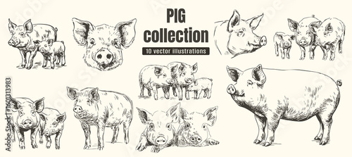 Rural pasture or countryside pig farm set. A village barnyard with pig  and piglets; vintage hand‑drawn hog engraving and elements for organic farm branding.