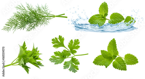 A vibrant assortment of fresh herbs including dill, parsley, cilantro, and mint, with mint leaves splashing in water