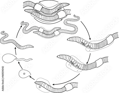 Coloring page with life cycle of earthworm from juvenile earthworm hatching from cocoon to copulation of two adult worms for biology lessons