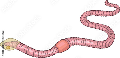 Adult earthworm shedding a slimy cocoon containing egg isolated on white background. Scheme for biology lesson	
