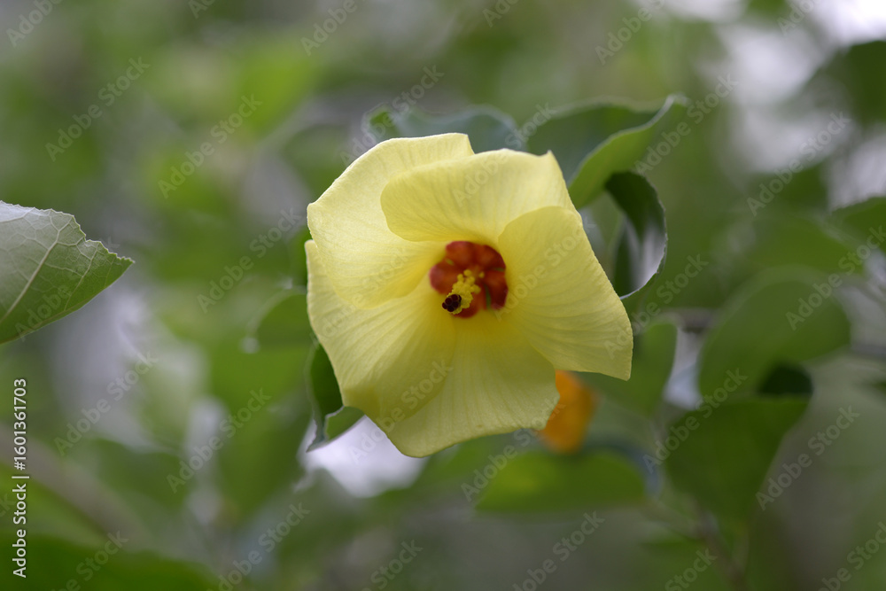 Obraz premium ハマボウ