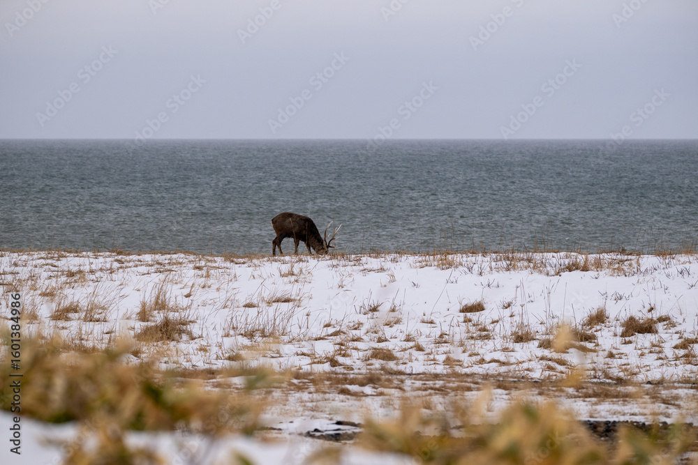 Fototapeta premium 冬の海辺に佇むエゾシカ / Ezo Deer Standing by the Winter Seaside