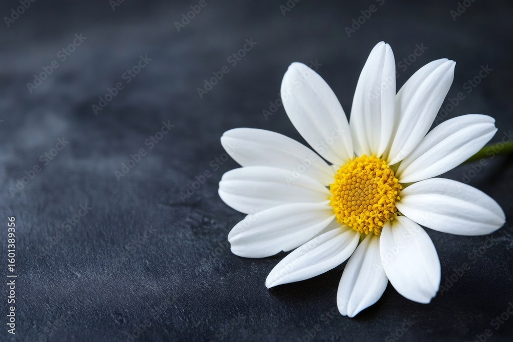 Obraz premium Close up of a white daisy with a yellow center, resting on a dark textured surface, creating a striking contrast