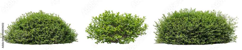 Obraz premium Three different types of bushes isolated on a white background, png, transparent