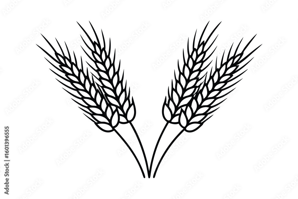 Fototapeta premium Wheat And Barley Ears