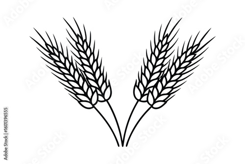 Wheat And Barley Ears