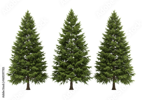 Three mature, perfectly formed evergreen spruce trees in a precise row, the central tree larger and more vibrant, with lush green needles and textured brown trunks, against a transparent studio