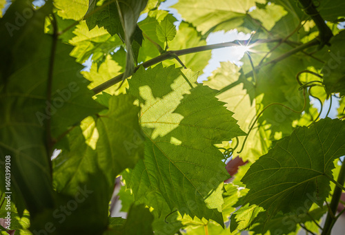 green leaves in sunlight