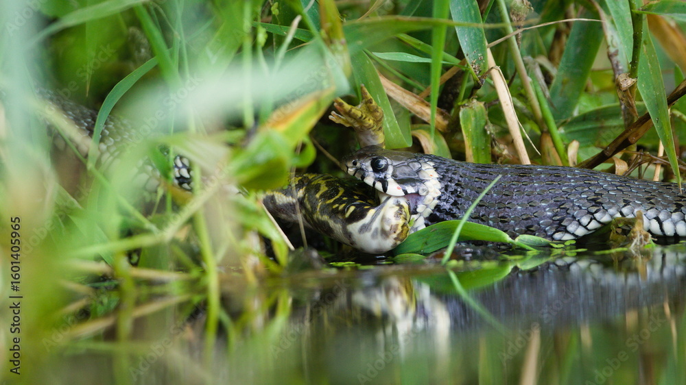 Obraz premium Natrix natrix aka Common Grass Snake is eating frog. Nature of Czech republic.
