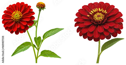 Set of Red Zinnia Flower Illustration on a transparent background