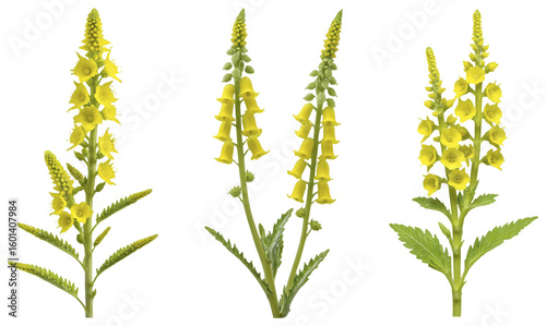 Yellow Foxglove Flowers: Detailed Illustration Set on a transparent background