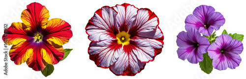 Set of Colorful Petunia Varieties: Red, White, and Purple Flowers on a transparent background