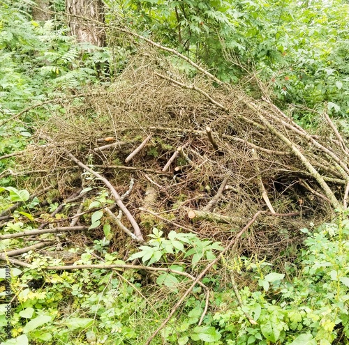 A pile of branches after sanitary felling of trees.