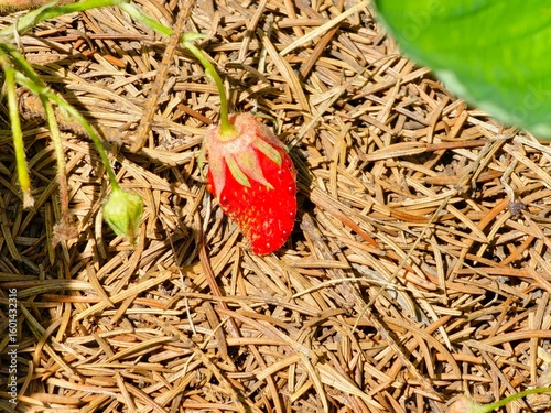 Bright juicy strawberries grow on a bush in bunch, many berries in a garden bed, gardening and plant care
