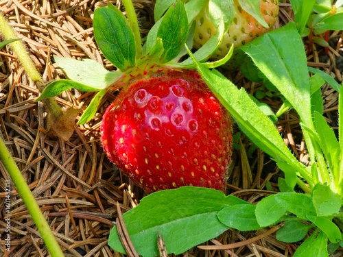 Bright juicy strawberries grow on a bush in a bunch, many berries in a garden bed, gardening and plant care