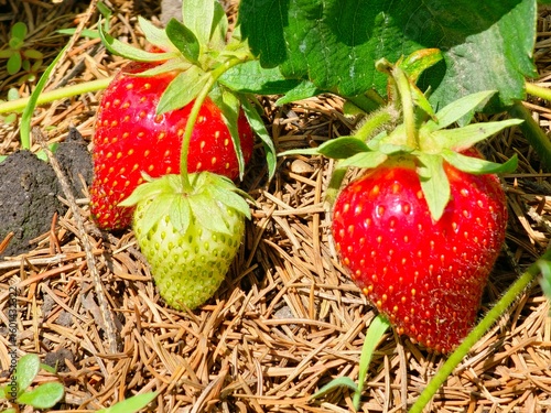 Bright juicy strawberries grow on a bush in a bunch, many berries in a garden bed, gardening and plant care