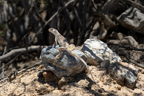 Desert Iguana