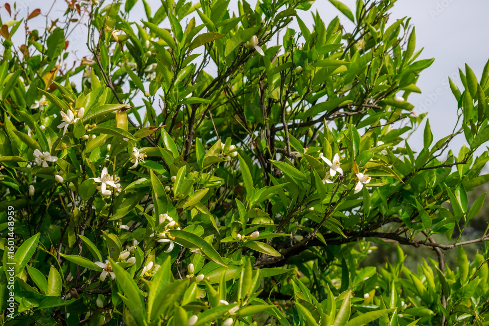 Fototapeta premium Close-up of delicate white orange blossoms surrounded by glossy green leaves, capturing the fragrance and beauty of citrus bloom.