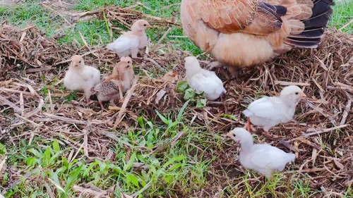 Mother Chicken Caring for Chicks – Natural Farmyard Footage

